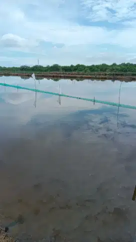 Jual Tambak Udang