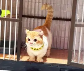 PACAK / KAWIN KUCING BSH MUNCHKIN