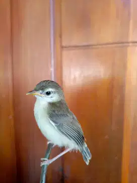 Anakan Burung Ciblek Sawah Ciwah