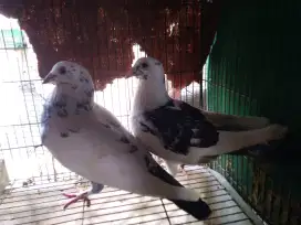 Sepasang merpati pos