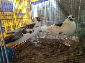 Sepasang merpati pos