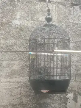 burung crukcuk plus kandang
