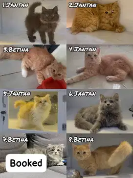 kucing persia gembul longhair jantan betina
