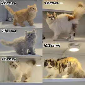 kucing persia flatnose longhair jantan betina