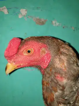 Ayam Jago BK x pakhoy