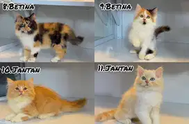 kucing kitten persia longhair bulu kapas