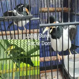 Burung Jalak Suren Gacor Dor Owor Istimewa