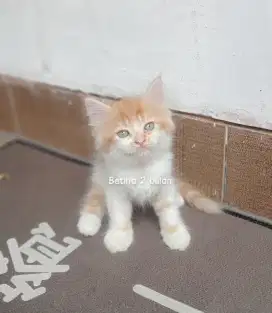 Kilucing persia medium