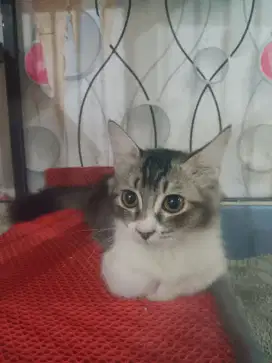 Munchkin betina