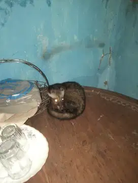 MUSANG EKOR PUTIH