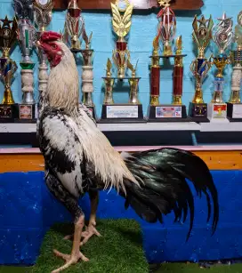 AYAM PAKHOY AYAM BANGKOK AYAM MANGON AYAM PAMA