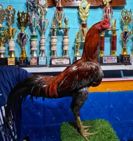 AYAM PAKHOY AYAM BANGKOK AYAM MANGON AYAM PAMA