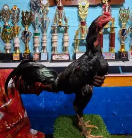 AYAM PAKHOY AYAM BANGKOK AYAM MANGON AYAM PAMA
