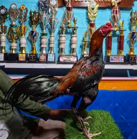 AYAM PAKHOY AYAM BANGKOK AYAM MANGON AYAM PAMA