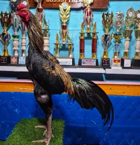 AYAM PAKHOY AYAM BANGKOK AYAM MANGON AYAM PAMA