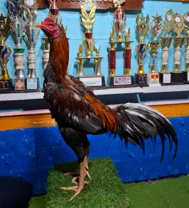AYAM PAKHOY AYAM BANGKOK AYAM MANGON AYAM PAMA