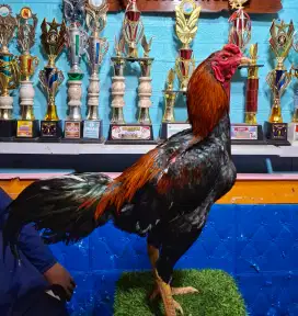 AYAM PAKHOY AYAM BANGKOK AYAM MANGON AYAM PAMA