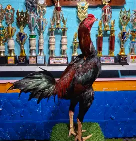 AYAM PAKHOY AYAM BANGKOK AYAM MANGON AYAM PAMA