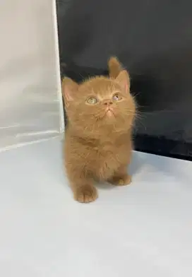 Munchkin BSH open booking