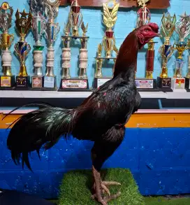 AYAM PAKHOY AYAM BANGKOK AYAM MANGON AYAM PAMA