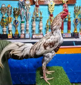 AYAM PAKHOY AYAM BANGKOK AYAM MANGON AYAM PAMA