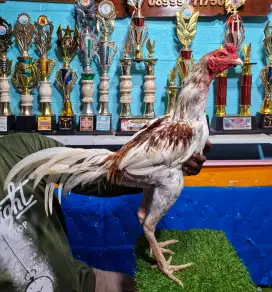 AYAM PAKHOY AYAM BANGKOK AYAM MANGON AYAM PAMA