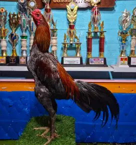 AYAM PAKHOY AYAM BANGKOK AYAM MANGON AYAM PAMA