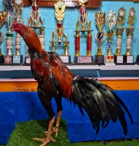AYAM PAKHOY AYAM BANGKOK AYAM MANGON AYAM PAMA