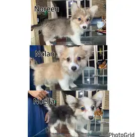 JUAL ANJING CORGI LONG HAIR