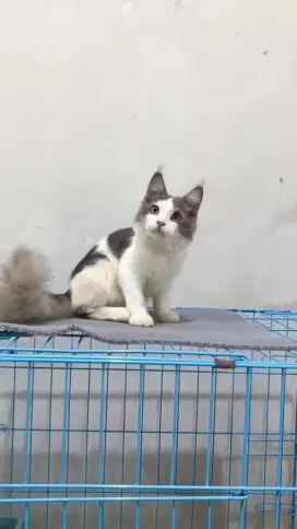 Kitten mainecoon