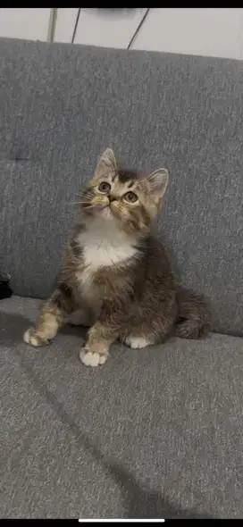 Kucing BSH x Scottish