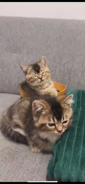 Kucing BSH x Scottish