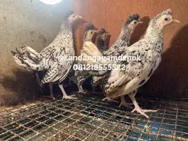 Ayam appanzel remaja