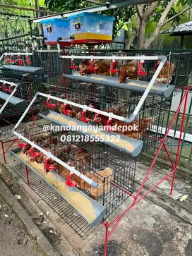 Ayam petelur umur 25 minggu