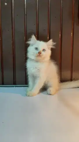 Ready Adopt Long Hair Himalayan Red Point