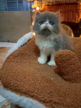 Kiteen Persia peaknose longhair jantan umur 2,5 bulan
