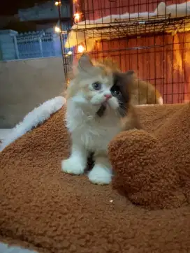 Kiteen Persia flatnose longhair betina umur 2,5 bulan