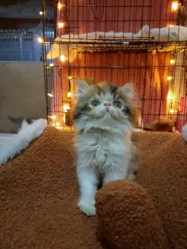 Kiteen Persia peaknose longhair betina