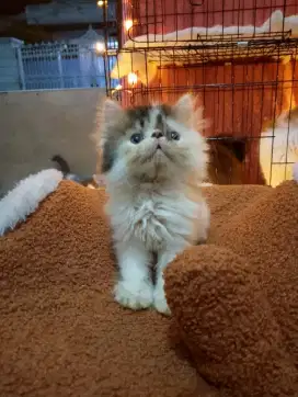 Kitten Persia longhair peaknose jantan umur 2,5 bulan