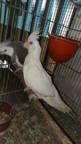 Sepasang indukan falk