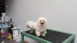 Bichon betina 2 ekor