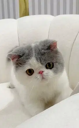 Kucing exotic shorthair Jantan 11 bulan anakan Import