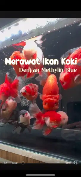 Ikan Mas Koki, Rancu