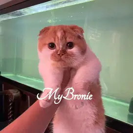Kucing scottish fold betina anakan impor