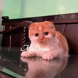 Kucing scottish fold betina anakan impor