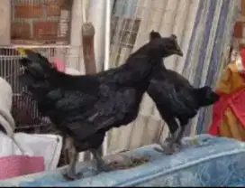 Ayam cemani betina