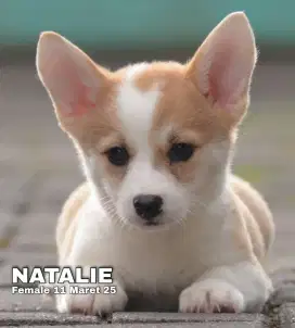 Corgi puppy ready