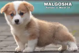 Puppy corgi ready