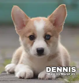 Puppy corgi readyyy