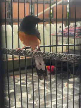 Siapa cepat dapat betina siapan ada 2 ekor